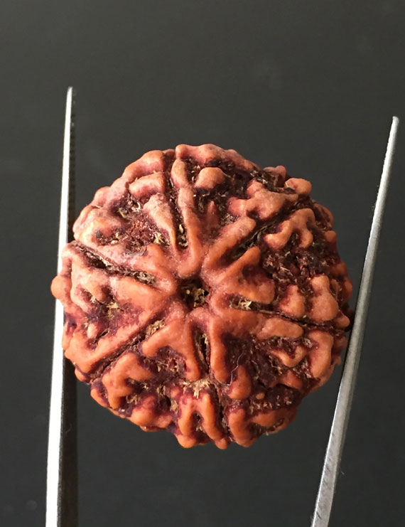 6 Mukhi Nepali Certified Rudraksha Size- 26.80 mm